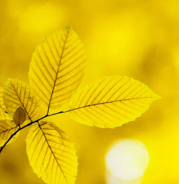 Herbstblätter — Stockfoto