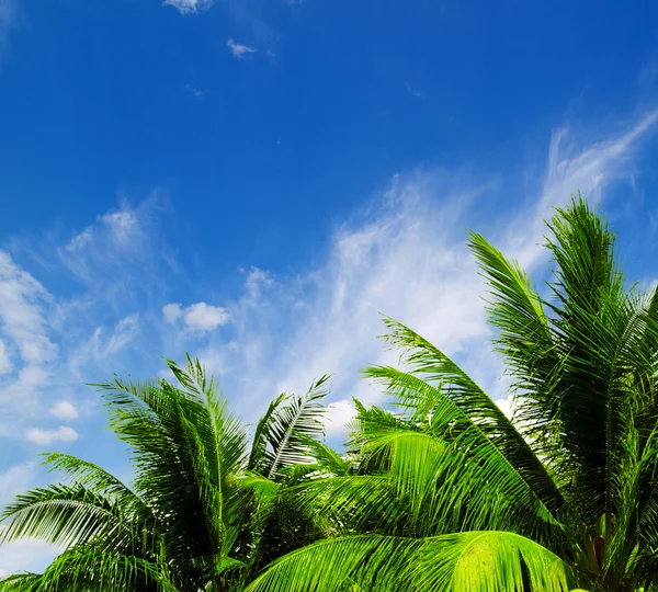 Blå himmel — Stockfoto