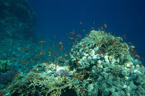Mar de coral — Fotografia de Stock