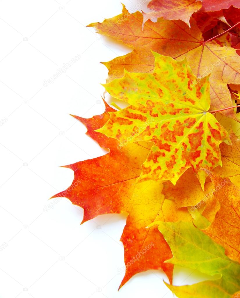 Autumn maple leaves