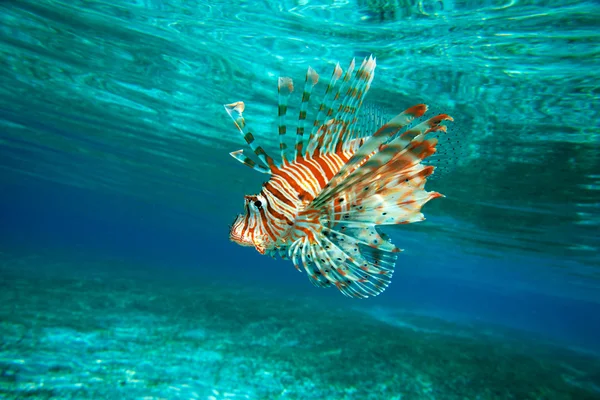 Lion Fish — Stock Photo, Image