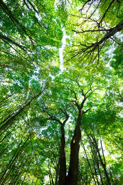 Grüner Wald — Stockfoto