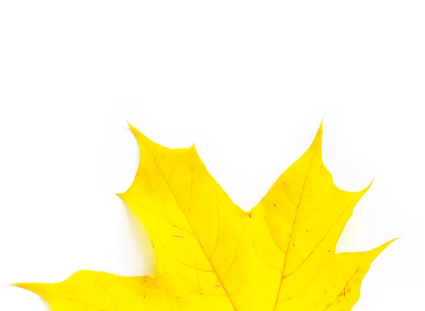 Autumn  leaf — Stock Photo, Image