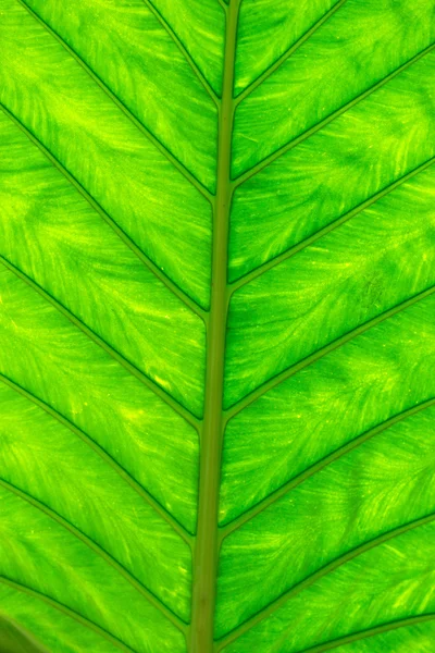 Leaf texture — Stock Photo, Image