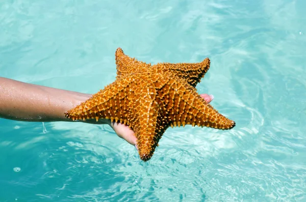 Starfish na mão — Fotografia de Stock