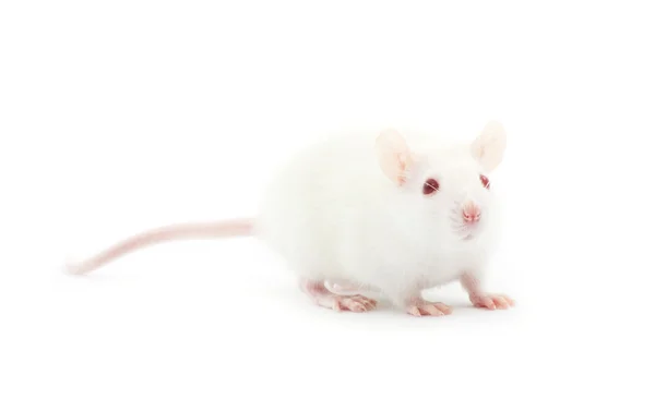 Piccolo ratto bianco — Foto Stock