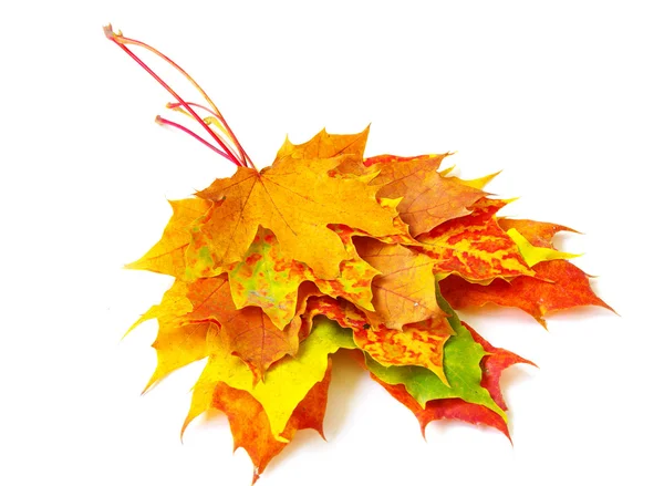 Höstens maple leafs — Stockfoto