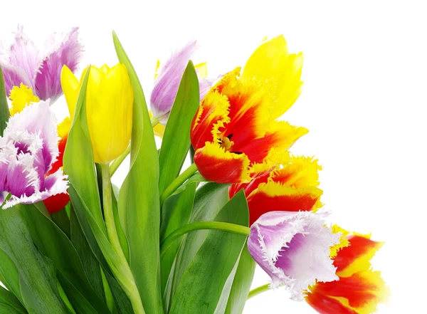 Boeket van de tulpen — Stockfoto