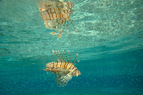 Pesce leone — Foto Stock