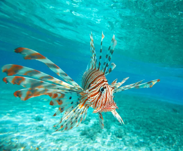 Peixe-leão — Fotografia de Stock