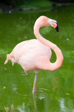 Suda flamingo