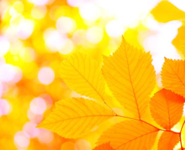 Sonbahar Yaprakları