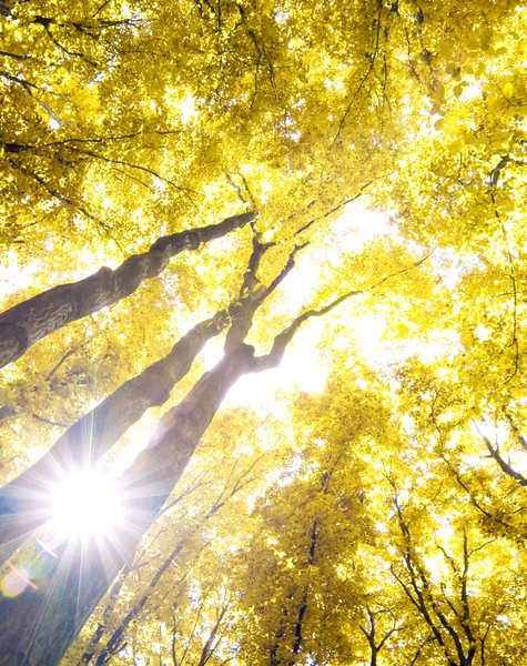 Herbstwald — Stockfoto