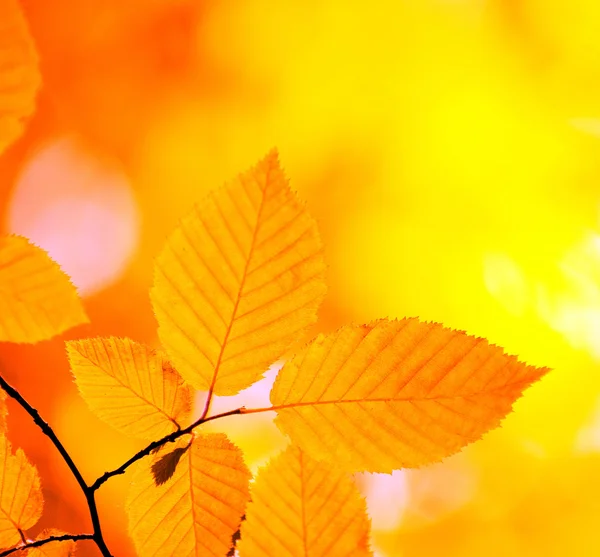 Autumn leaves — Stock Photo, Image