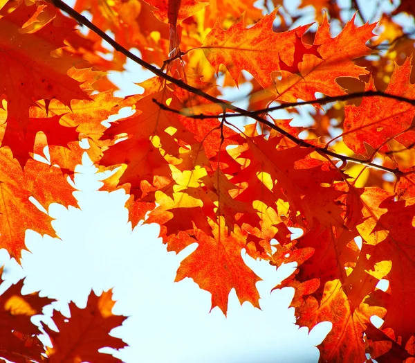 Hojas de otoño — Foto de Stock