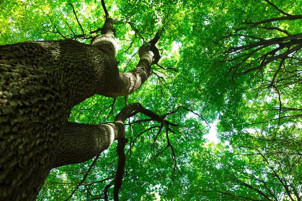 Grüner Wald — Stockfoto