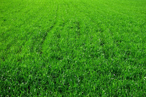 Grass background — Stock Photo, Image