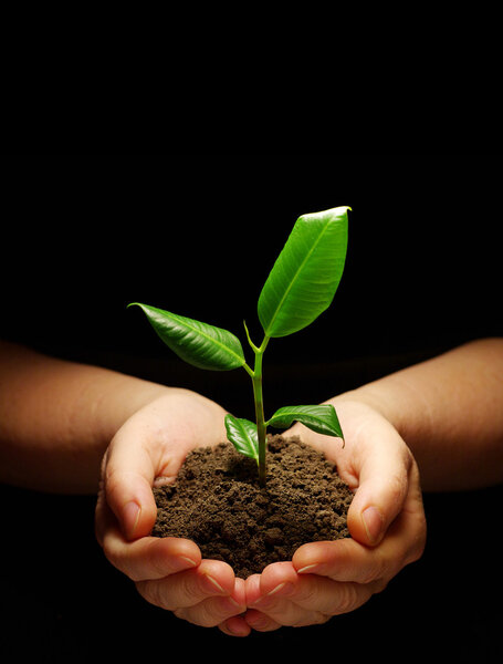 Plant in hands