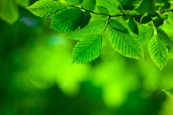 Hojas verdes — Foto de Stock