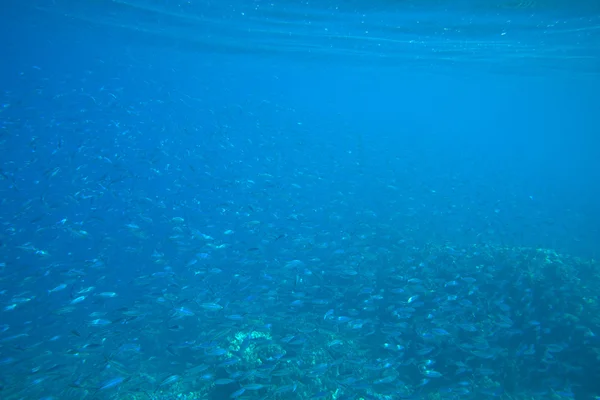 Korallenmeer — Stockfoto