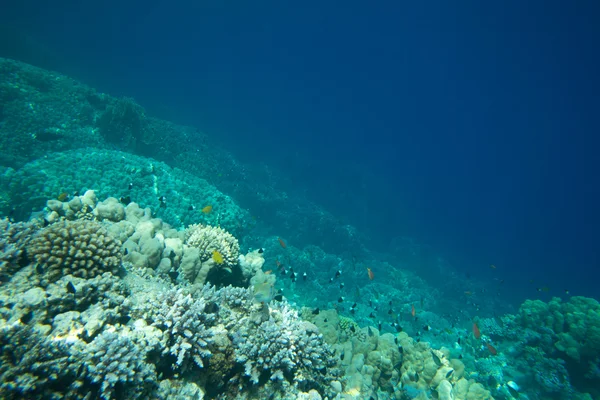 Mar de coral — Foto de Stock