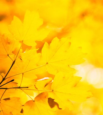 sonbahar yaprakları arka plan