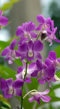 güzel orkide çiçekler