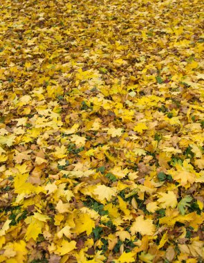 sonbahar yaprakları