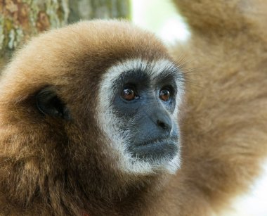 Gibbon yüzü Hayvanat Bahçesi
