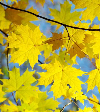 Sonbahar Yaprakları