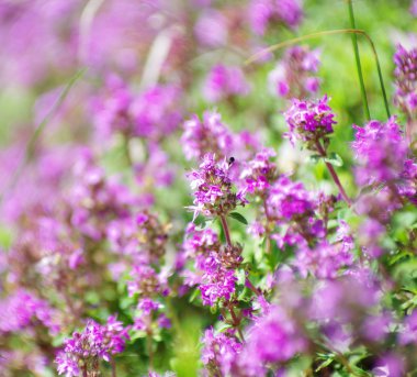 pembe çiçekler bahar