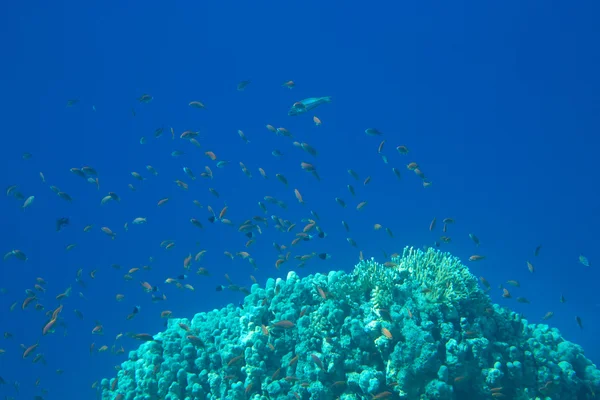 Korallenmeer — Stockfoto
