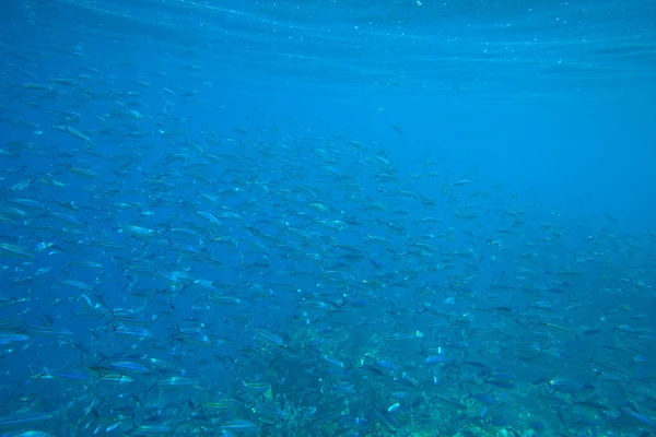 Mar de coral — Fotografia de Stock