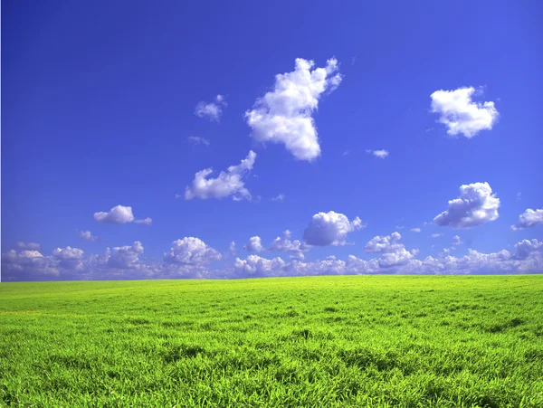 Champ et ciel bleu — Photo