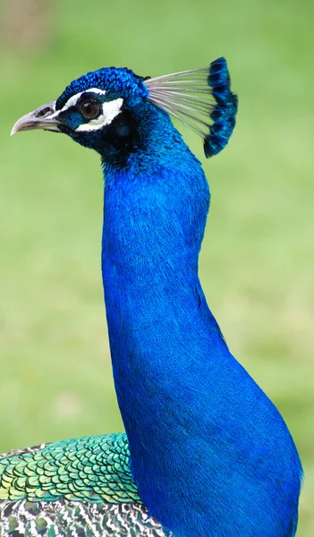 Oiseau paon bleu — Photo