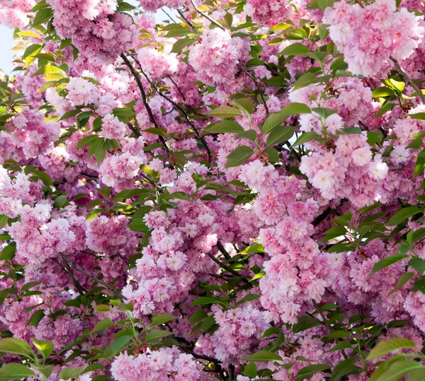 Spring cherry flowers — Stock Photo, Image