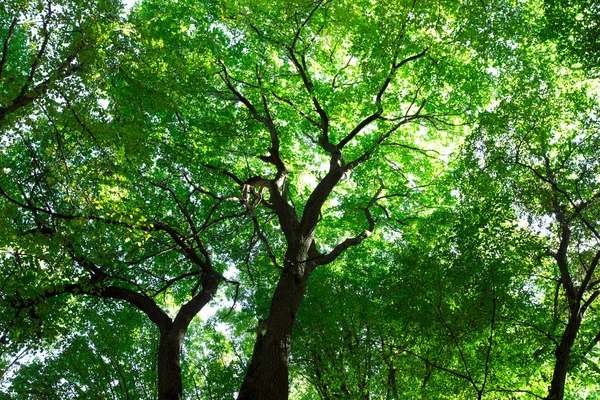 Bosque verde — Foto de Stock