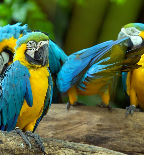 Parrot birds  on nature — Stock Photo, Image