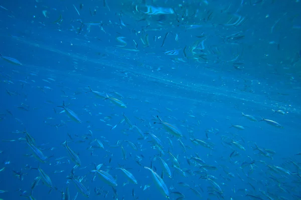 Peces en el mar rojo — Foto de Stock