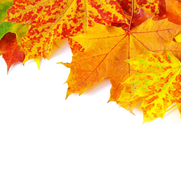 Autumn maple leafs — Stock Photo, Image