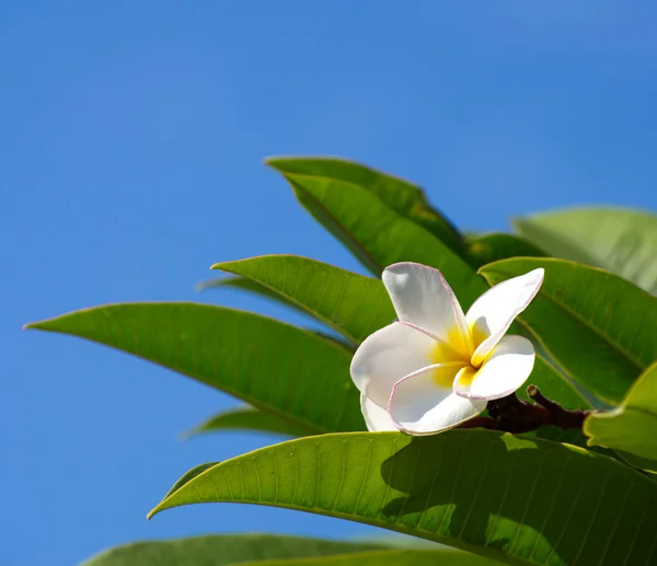 Vit plumeria blomma — Stockfoto