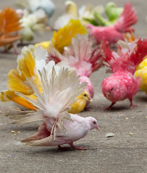 Palomas en un parque de la ciudad — Foto de Stock