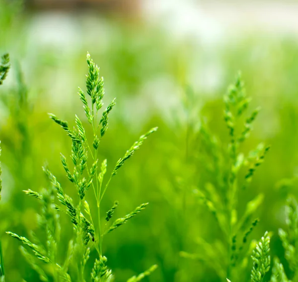 Grama verde — Fotografia de Stock