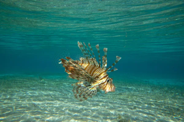 ライオン魚 — ストック写真