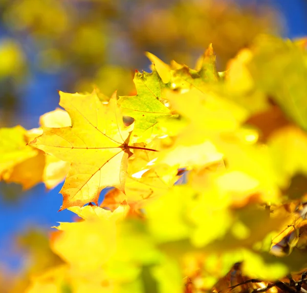 Foglie d'autunno — Foto Stock