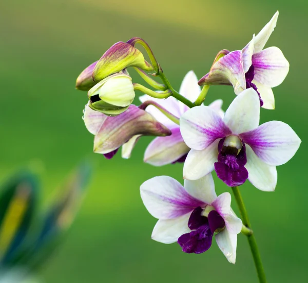 Bellissimi fiori di orchidea — Foto Stock