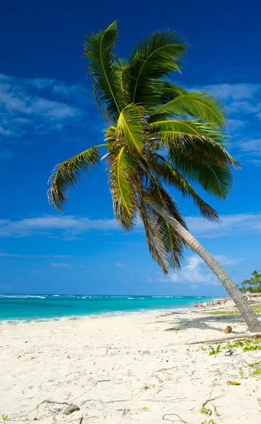 Tropical beach — Stock Photo, Image