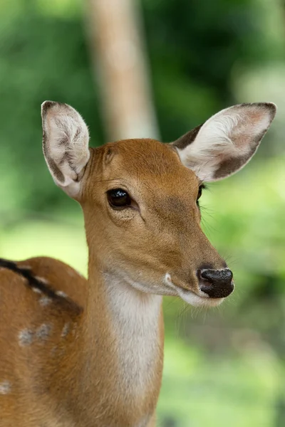 Whitetail deer — Stock Photo, Image