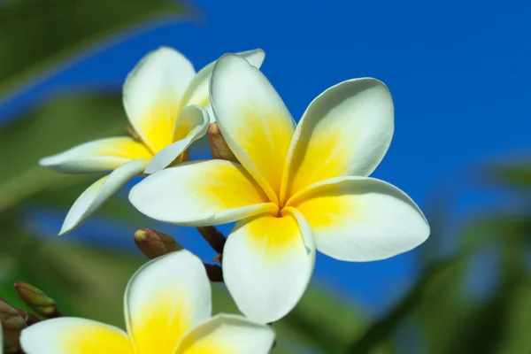 香りのプルメリアの花 — ストック写真