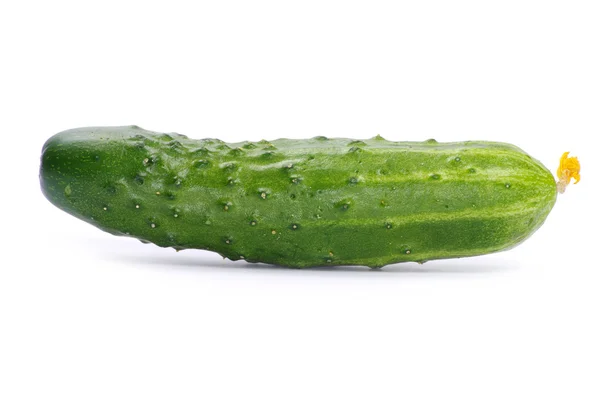 One fresh cucumber — Stock Photo, Image